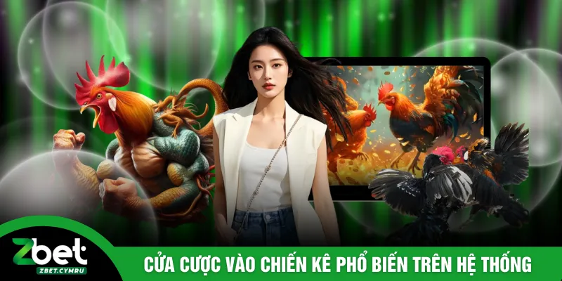 Cửa cược vào chiến kê phổ biến trên hệ thống